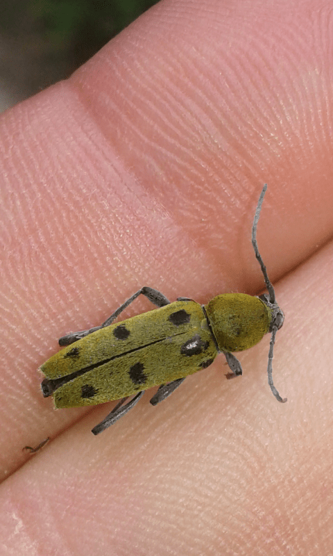 Chlorophorus glabromaculatus (Cerambycidae)? S.